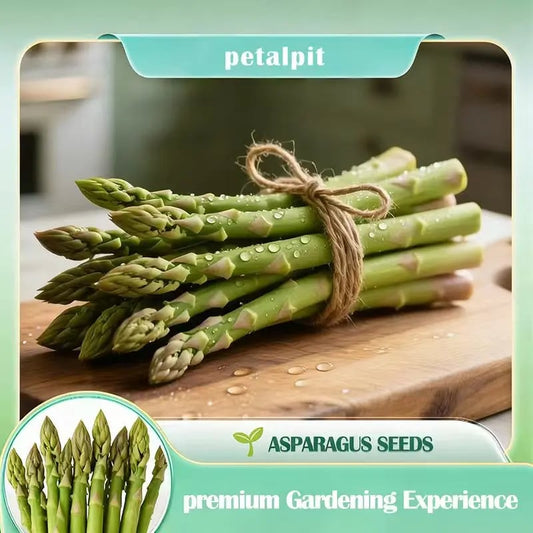 Memorial Day Sale❤️🌿Four Seasons Asparagus Mary Washington Seeds – Perennial, Tender, Nutrient