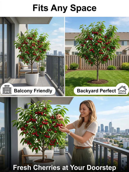 Premium Giant Sweet Cherry Seeds