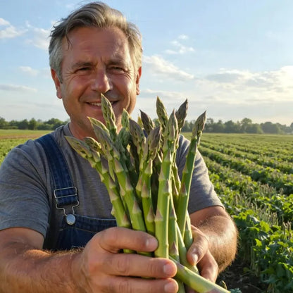 Memorial Day Sale❤️🌿Four Seasons Asparagus Mary Washington Seeds – Perennial, Tender, Nutrient
