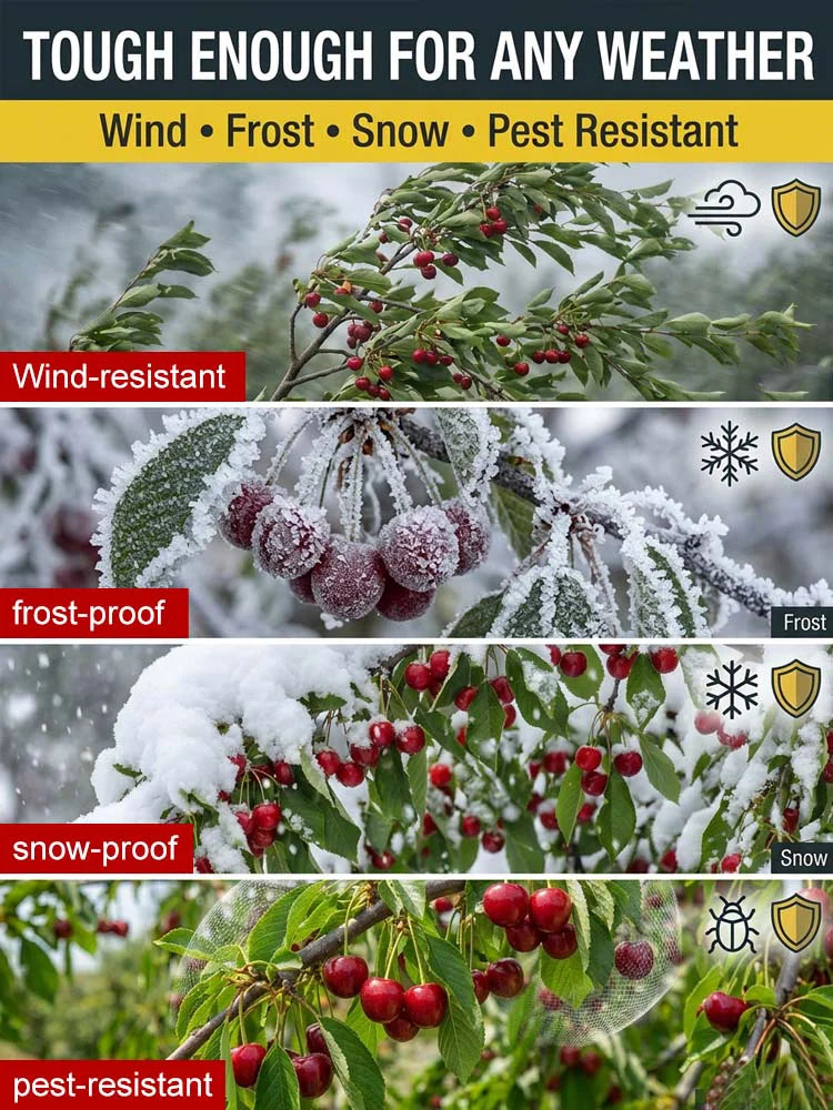 Premium Giant Sweet Cherry Seeds