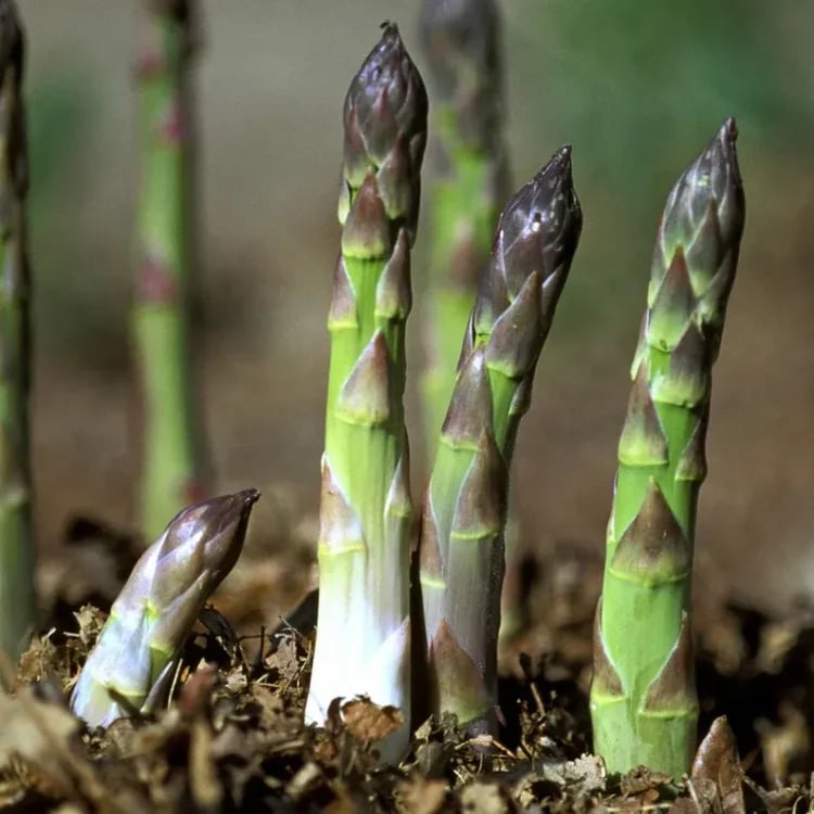Memorial Day Sale❤️🌿Four Seasons Asparagus Mary Washington Seeds – Perennial, Tender, Nutrient