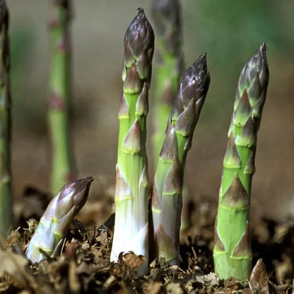 Memorial Day Sale❤️🌿Four Seasons Asparagus Mary Washington Seeds – Perennial, Tender, Nutrient