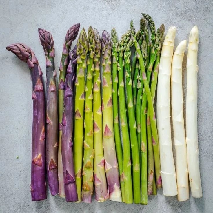 Memorial Day Sale❤️🌿Four Seasons Asparagus Mary Washington Seeds – Perennial, Tender, Nutrient