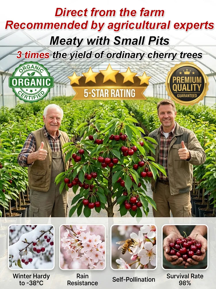 Premium Giant Sweet Cherry Seeds