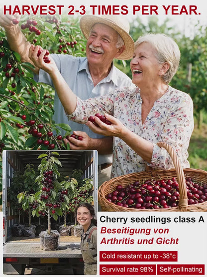 Premium Giant Sweet Cherry Seeds